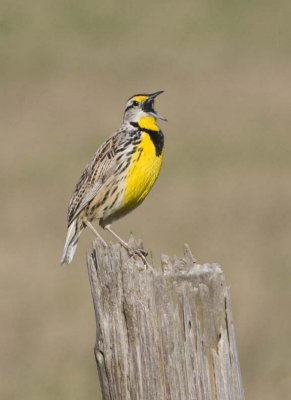 EasternMeadowlark36R.jpg