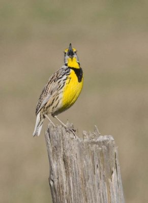 EasternMeadowlark37R.jpg