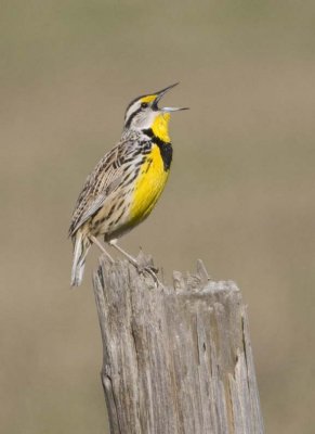 EasternMeadowlark38.jpg