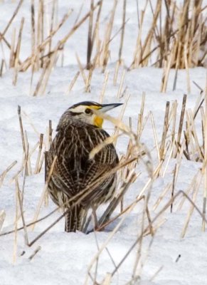 EasternMeadowlark39.jpg