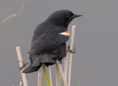 RedwingBlackbird69.jpg