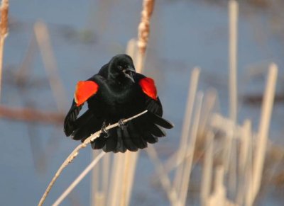 RedwingBlackbird70.jpg