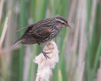 RedwingedBlackbird38.jpg