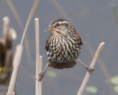 RedwingedBlackbird41.jpg