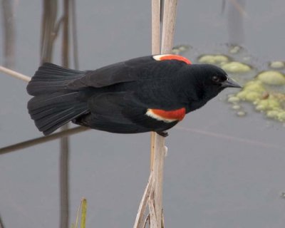 RedwingedBlackbird47.jpg