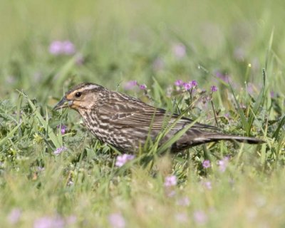 RedwingedBlackbird48.jpg