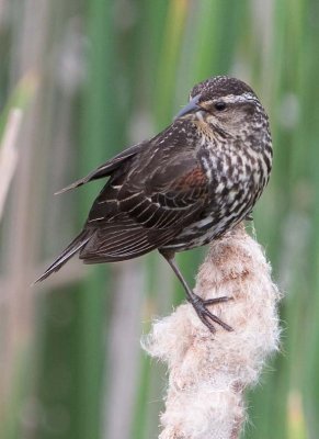 RedwingedBlackbird56.jpg