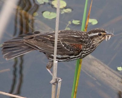 RedwingedBlackbird58.jpg