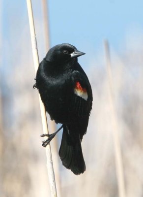 RedwingedBlackbird61.jpg