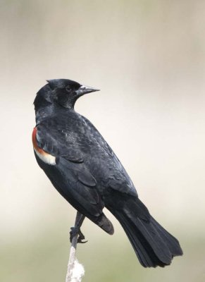 RedwingedBlackbird62.jpg