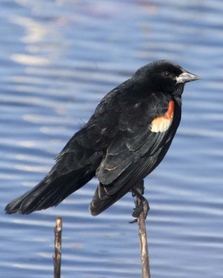 RedwingedBlackbird66R.jpg