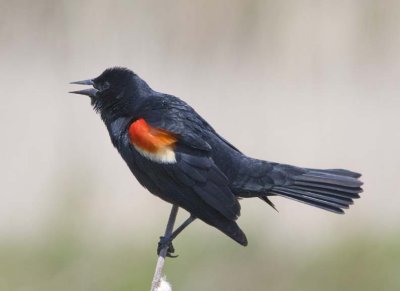RedwingedBlackbird72.jpg