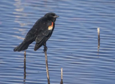 RedwingedBlackbird73.jpg