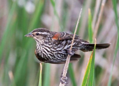RedwingedBlackbird80.jpg