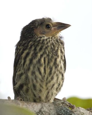 RedwingedBlackbirdChick1R.jpg