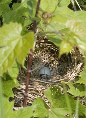 RedwingedBlackbirdNest1R.jpg