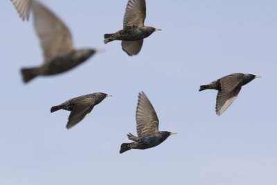 Starling18R.jpg
