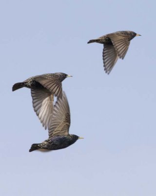Blackbirds