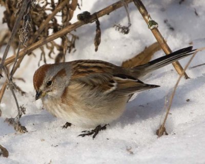 AmericanTreeSparrow20R.jpg