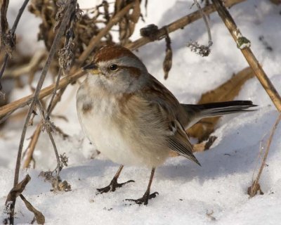 AmericanTreeSparrow22R.jpg