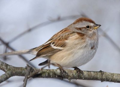 AmericanTreeSparrow31R.jpg