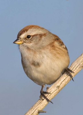 AmericanTreeSparrow37.jpg