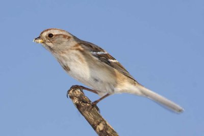 AmericanTreeSparrow39R.jpg