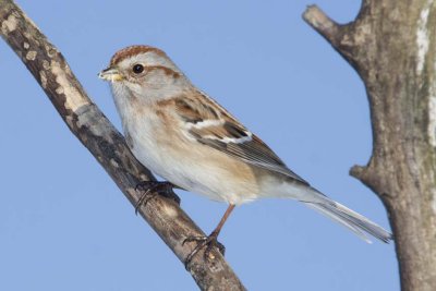 AmericanTreeSparrow40R.jpg