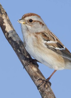 AmericanTreeSparrow41.jpg