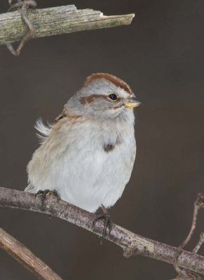 AmericanTreeSparrow42R.jpg