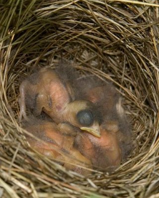 ChippingSparrowBabies15.jpg