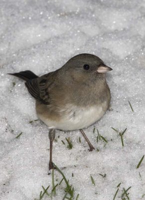 DarkEyedJunco25R.jpg