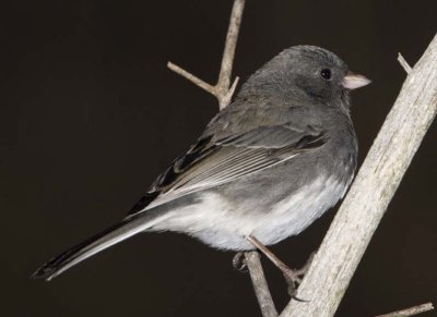 DarkEyedJunco26R.jpg