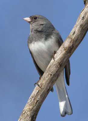 DarkEyedJunco38R.jpg