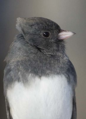 DarkEyedJunco45R.jpg