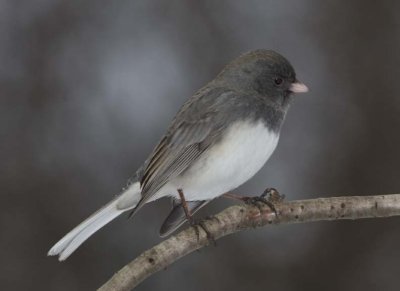 DarkEyedJunco46R.jpg