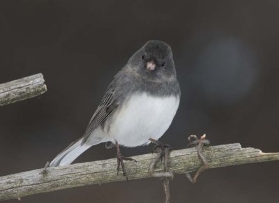 DarkEyedJunco48R.jpg