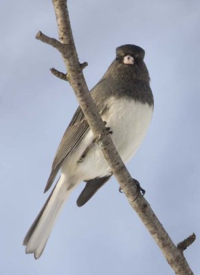 DarkEyedJunco50R.jpg