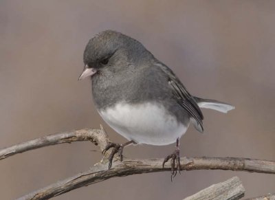 DarkEyedJunco57.jpg