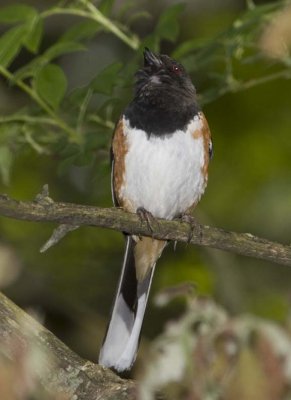 EasternTowhee38R.jpg