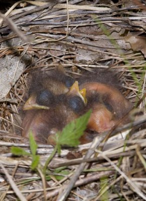 EasternTowheeBabies20.jpg