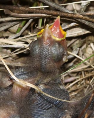 EasternTowheeBabies27.jpg