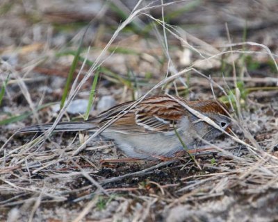 FieldSparrow19.jpg