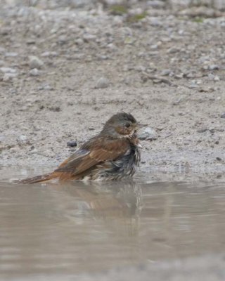 FoxSparrow20.jpg