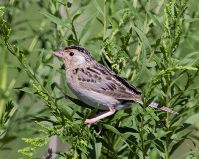 GrasshopperSparrow16.jpg