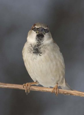 HouseSparrow72R.jpg