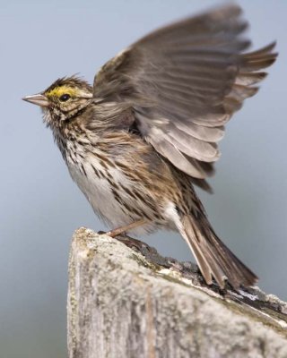 SavannahSparrow24R.jpg