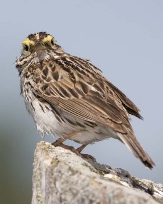 SavannahSparrow27R.jpg