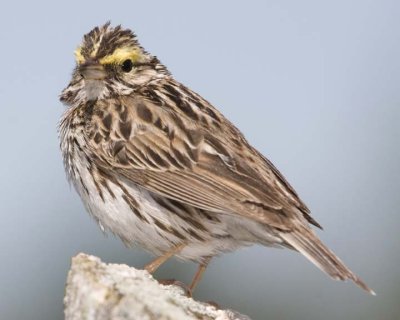 SavannahSparrow34R.jpg