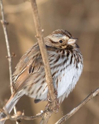 SongSparrow25.jpg